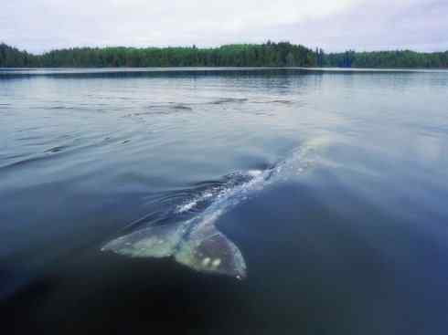 自然奇观：动物大迁徙(须鲸类)
