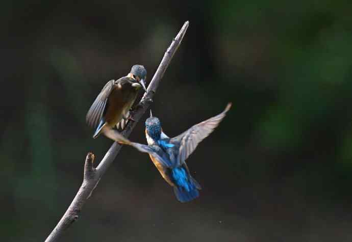 223.可爱小翠---（小翠鸟学本领）互动版