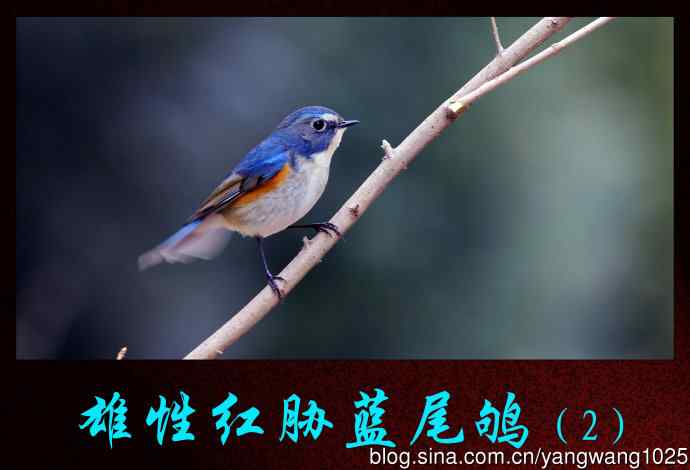 雄性红胁蓝尾鸲（2）