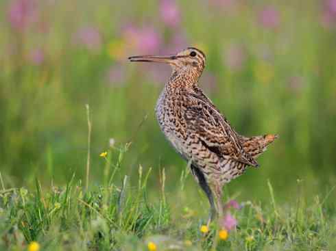 鸟类之最：斑腹沙锥