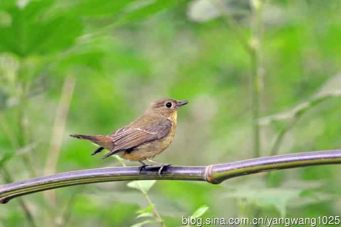 雌性绿背姬鶲（13）