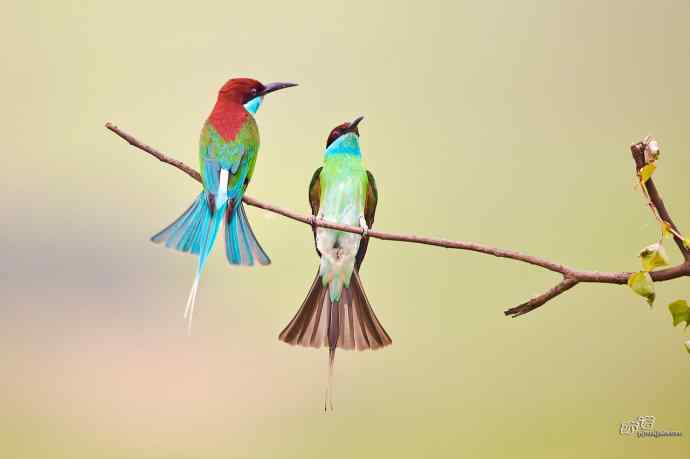 湖北大悟的蓝喉蜂虎