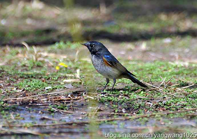 洗浴与梳理（纪实）