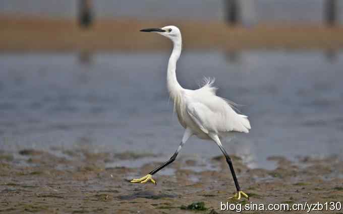 白鹭的三大步伐（组图）