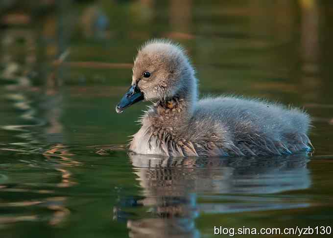 大的哪里来？小的哪里去？（组图，12张图片）