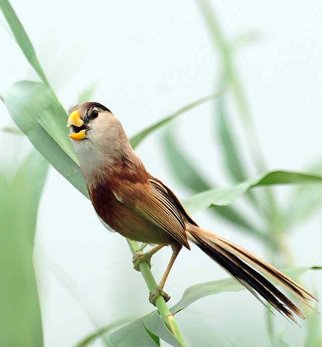衡水湖印象(震旦鸦雀)