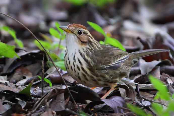 【版纳植物园三日 wbr新收获16种小鸟儿】 【版纳植物园三日 wbr新收获16种小鸟儿】