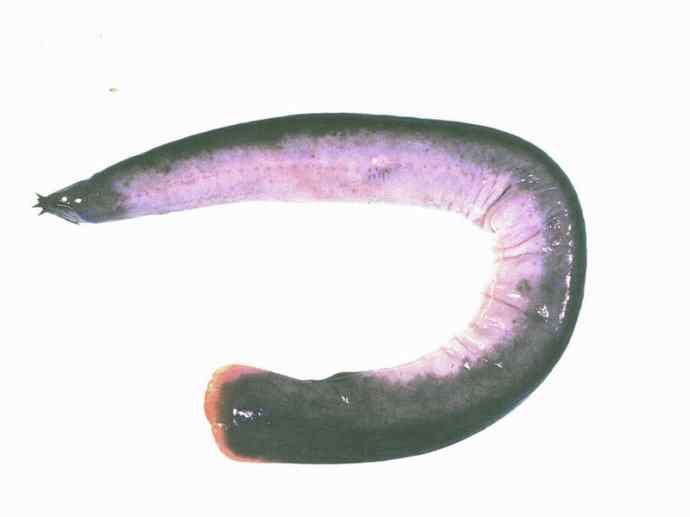 鱼类活化石:盲鳗 鱼类活化石:盲鳗