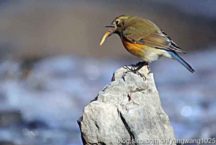 雌性红肋蓝尾鸲