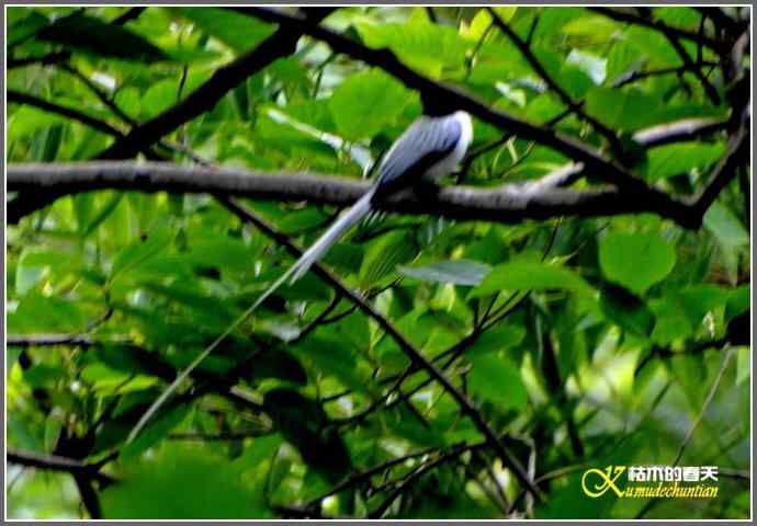 雨天拍鸟的惊喜【照片】