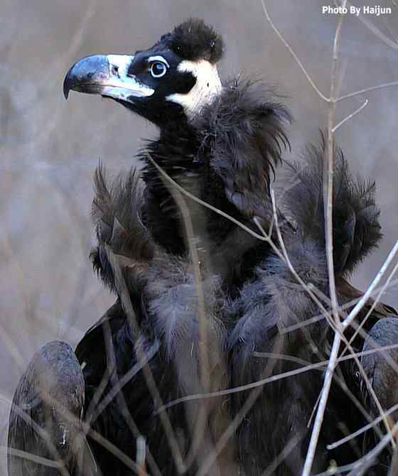 驱车永定河峡谷拍摄秃鹫