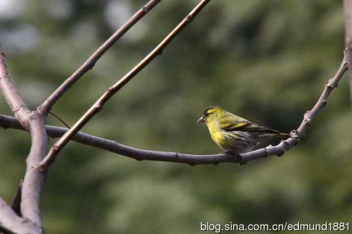 初哥守株待兔之收获