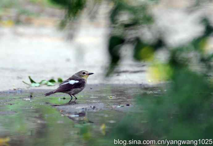 白眉姬鹟（雌性）