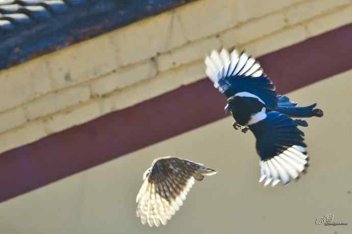 喜鹊鲜为人知的一面——顽强的领地捍卫者