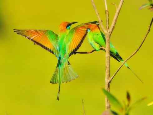 绝色攀禽：佛法僧目之蜂虎3