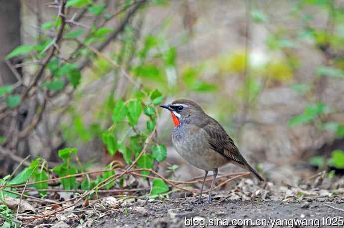 红喉歌鸲(11) 红喉歌鸲(11)