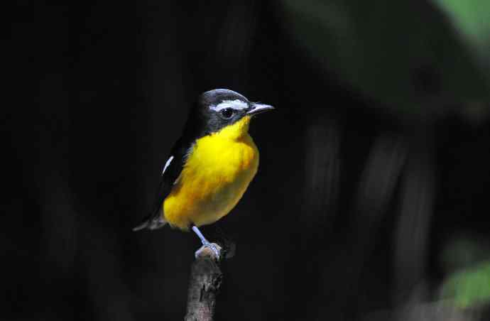 雄性白眉姬鹟（6）