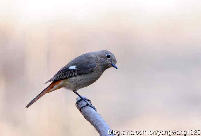 北京天坛公园的鸟类——雌性北红尾鸲（7）