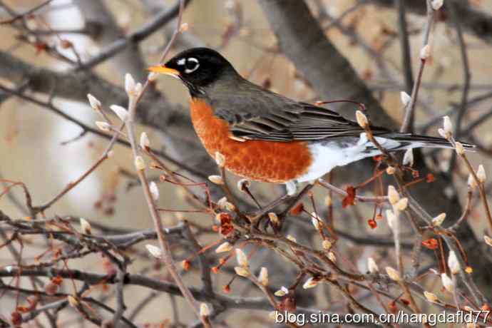 冬日里的北美知更鸟