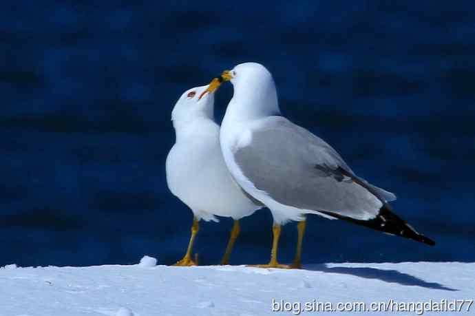 环嘴鸥(5) 环嘴鸥(5)