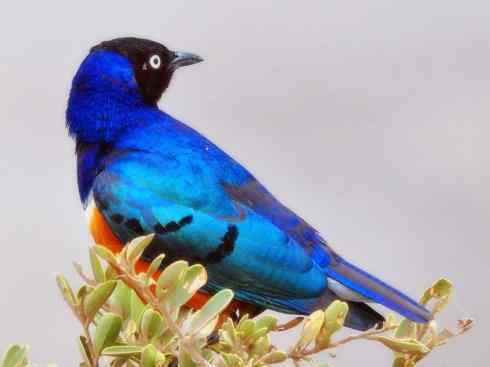 美丽无罪：雀鸟之辉椋鸟