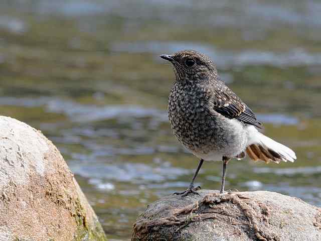 十渡有鸟初长成 wbr. wbr养在溪边人尽识