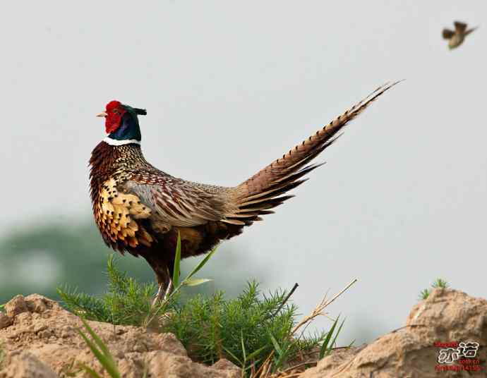 衡水湖&nbsp;wbr路&nbsp;wbr雉鸡