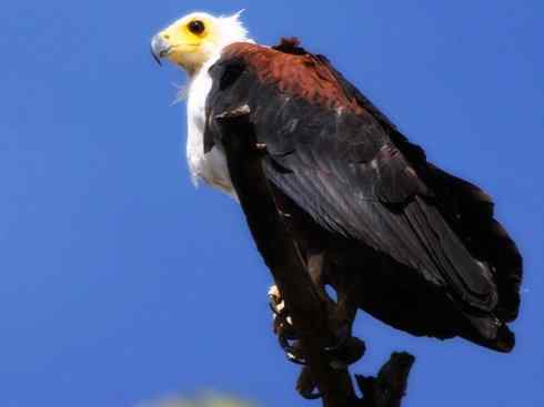 白头鸟系列:另类的美丽(吼海雕) 白头鸟系列:另类的美丽(吼海雕)