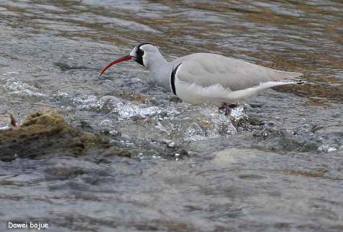 亚洲山地珍鸟:鹮嘴鹬 亚洲山地珍鸟:鹮嘴鹬