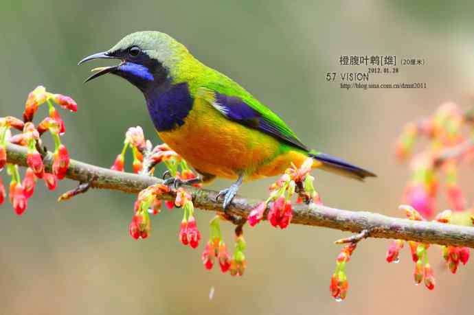 叫唤的橙腹叶鹎
