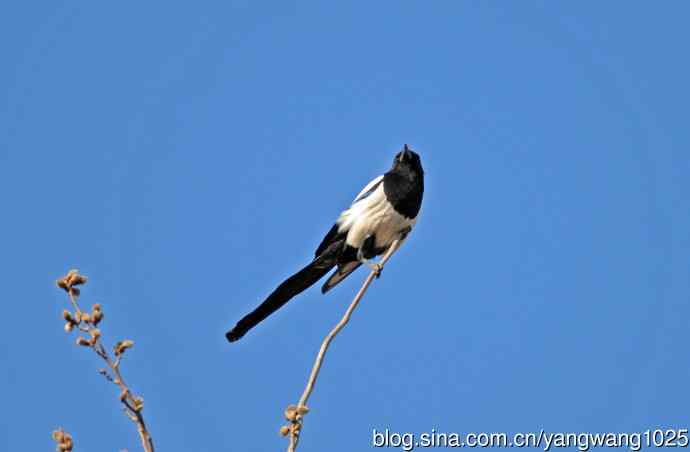 枝头的喜鹊（随拍）