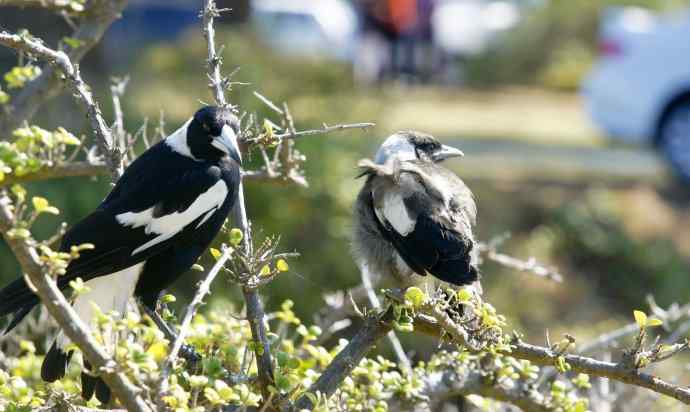 澳洲拍鸟鈥斺斂诩即笸鹾诒持尤