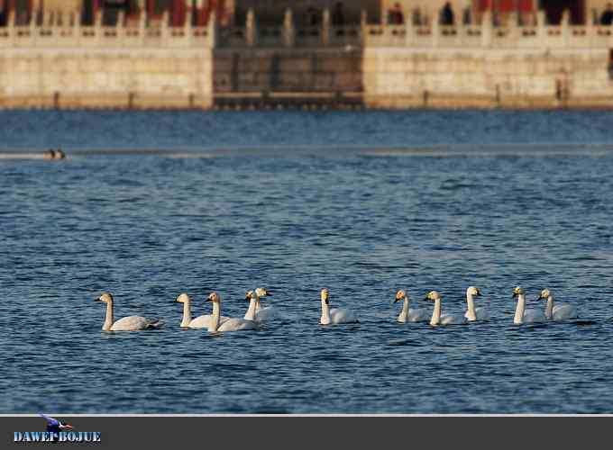 三月到昆明湖看天鹅 三月到昆明湖看天鹅