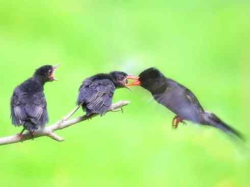 家禽驯化之源之三十（红耳鹎、领雀嘴鹎）