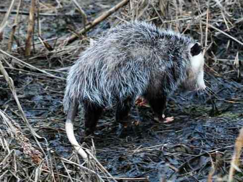 动物世界：山寨还是原创之十一