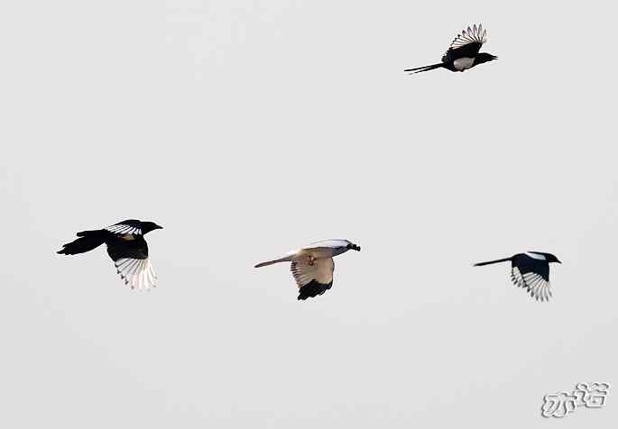 官厅水库&nbsp;wbr路&nbsp;wbr被喜鹊驱赶的白尾鹞