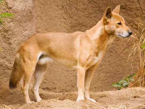 犬科：犬亚科犬属之澳洲野犬、歌唱犬、家犬