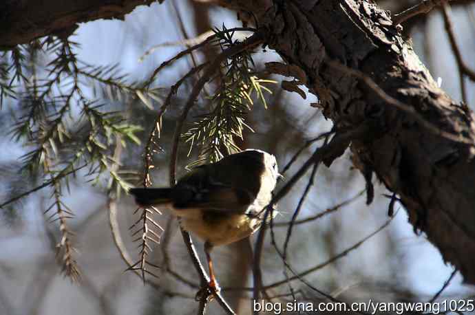 柏树丛中的戴菊