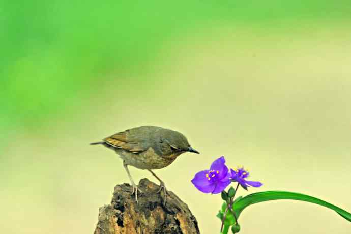 雌性蓝歌鸲与紫露草（1）