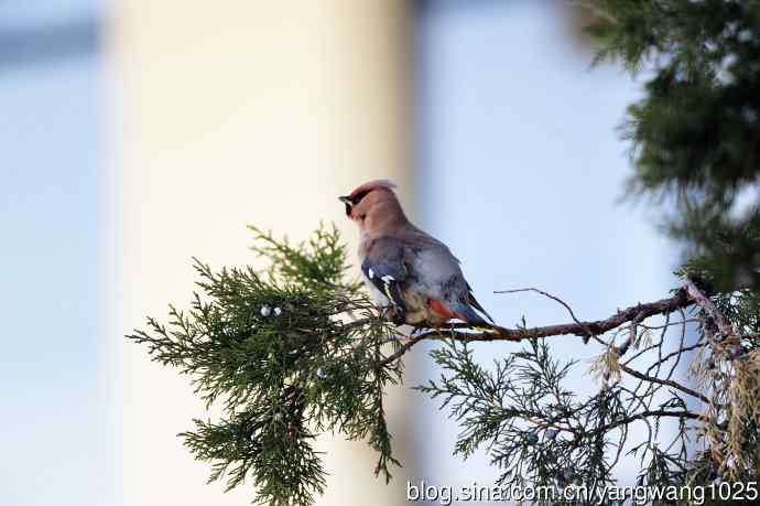 美吗?（太平鸟梳理篇）3