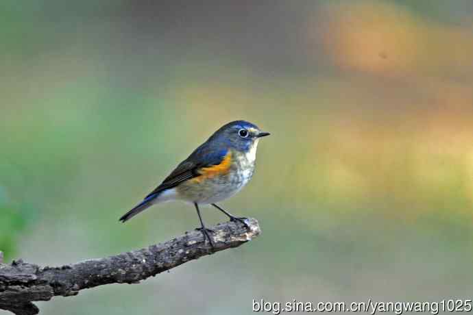 雄性红胁蓝尾鸲（32）