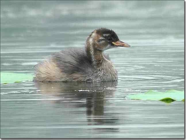 奥体公园观赏小鸊鷉