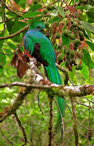 世界上尾巴最长的鸟：凤尾绿咬鹃