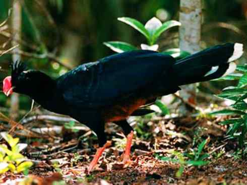 奇特的盔：盔凤冠雉