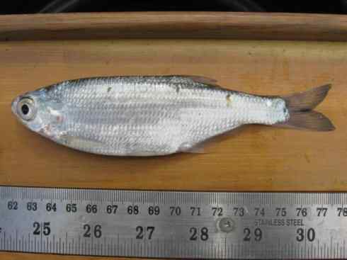 鱼类活化石：月眼鱼