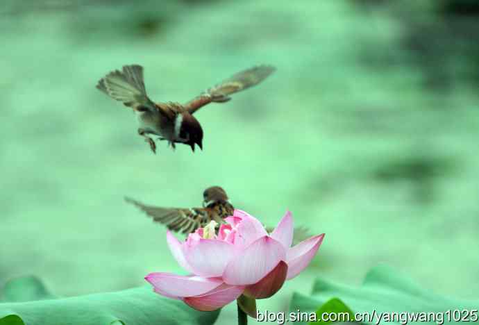 雀与荷 wbr3（领地之争纪实）