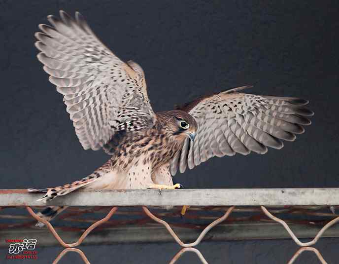 我要飞，我要飞！