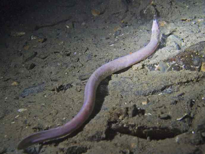 鱼类活化石：盲鳗