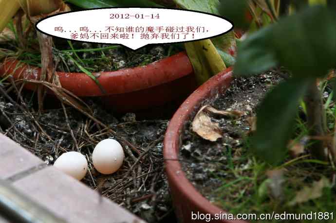 珠颈斑鸠育儿记