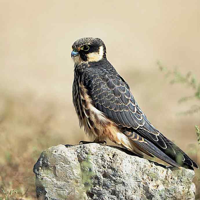 康西草原拍鈥溍外澚憔嗬耄ㄑ圉佬凑妫